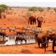 Ngutuni Wildlife at waterhole.jpg