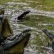crocodile-2697279_1280.jpg