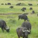 buffalo-2089591_1920.jpg