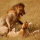 masai-mara.jpg