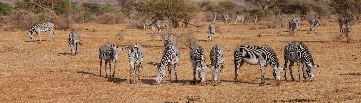 zebra-2668655.jpg