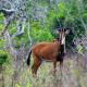 3-Days-Shimba-Hills-National-Reserve-Safari.jpg