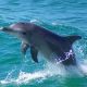 csm_Wasini_Island_dolphin_8b47aaeec0.jpg
