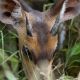 antelope-280711_1920.jpg