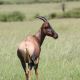 safari-2833271_1920.jpg