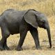 elephant-650625_1280.jpg