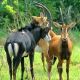 Shimba antelope.jpg