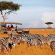 masai-mara-saruni-mara-590x390.jpg