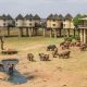 3 Days Amboseli and Salt Lick Tsavo Safari.jpg