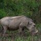 warthog-shimba-hills-kenya-110756551.jpg