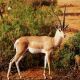 impala-2675890_1280.jpg