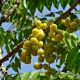 berry-1762418_1920.jpg