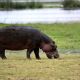 hippo-650614_1920.jpg