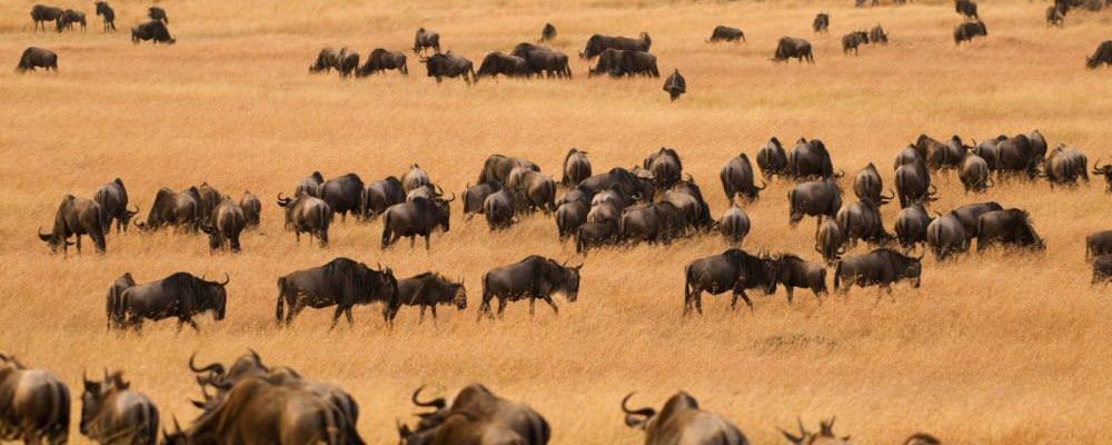 migration_masaimara_kenya-1-1000x664.jpg